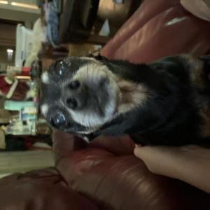 Image of Baby, Lost Dog