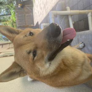 Image of Kuma, Lost Dog