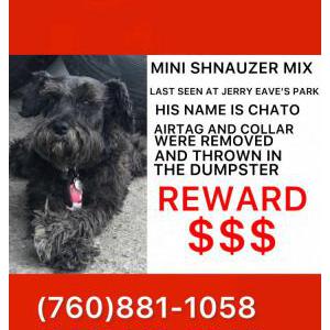 Lost Dog chato