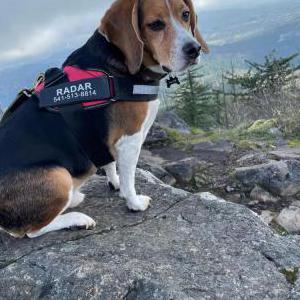 Lost Dog Radar