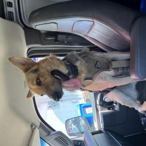 Image of Rocky, Lost Dog