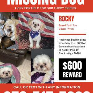 Lost Dog Rocky