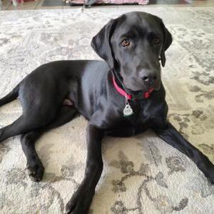 Image of Buoy, Lost Dog