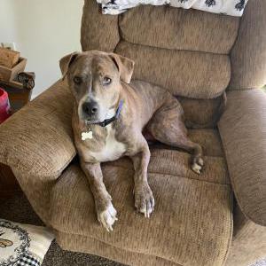 Image of Ozzy, Lost Dog