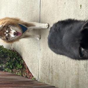 Image of Unknown, Found Dog