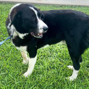 Image of Dudley, Lost Dog