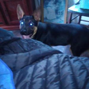Image of Lucas, Lost Dog