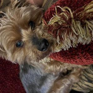 Image of Abel Mattingly, Lost Dog