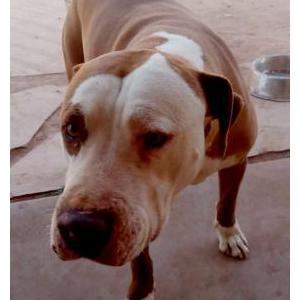 Image of Simba, Lost Dog