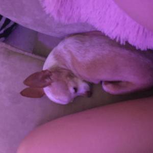 Image of Lucy, Lost Dog