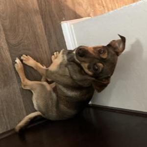 Image of Skip, Lost Dog