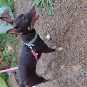 Image of Unknown, Found Dog
