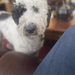Image of Pua, Lost Dog