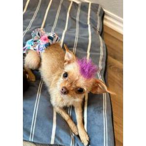 Image of Sassy, Lost Dog