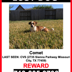 Lost Dog Comet