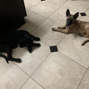 Image of Moxie, Lost Dog