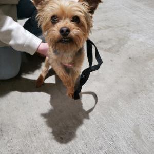 Image of Unknown, Found Dog