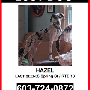 Lost Dog Hazel