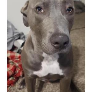 Image of Smokey, Lost Dog