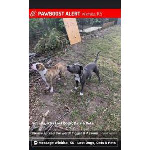 Lost Dog Tigger