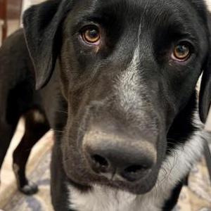 Lost Dog Geri