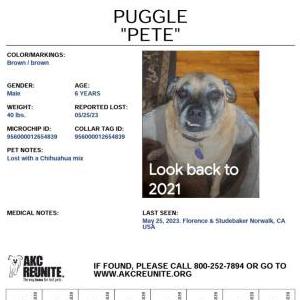 Lost Dog Pete