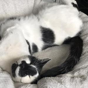 2nd Image of Ichiro, Lost Cat