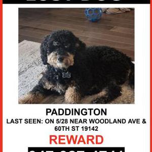 Lost Dog PADDINGTON