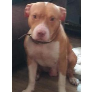 Image of Rocky, Lost Dog