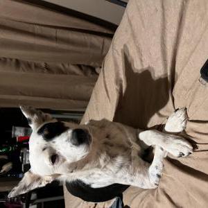 Lost 1 June bug (OH)