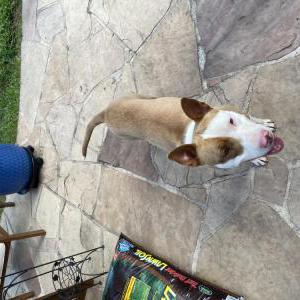 Found Dog Unknown