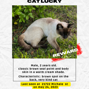 Lost Cat Lucky