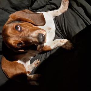 Image of Precious, Lost Dog