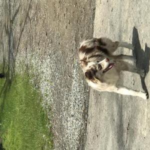 Image of Little girl, Lost Dog