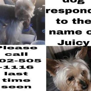 Lost Dog Juicy