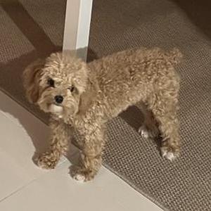 Lost 1 Luna (FL)