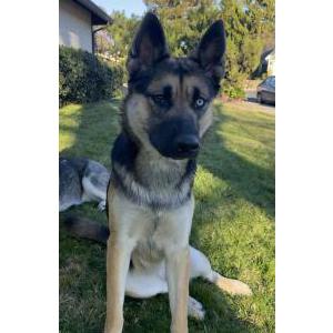 Lost 1 Hildi blue & Brown ??? (CA)