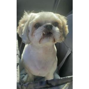 Image of Casey, Lost Dog