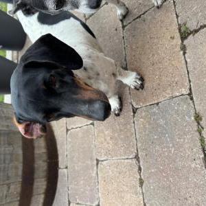 Image of Roscoe, Lost Dog