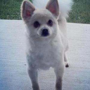 Lost 1 Teddy (TX)
