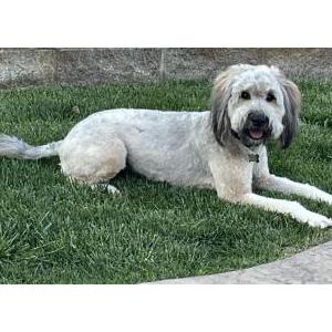 Image of Willow, Lost Dog