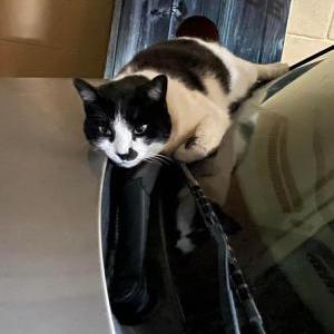 Lost Cat Oreo