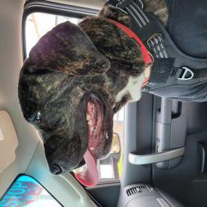 Image of Bessie, Lost Dog