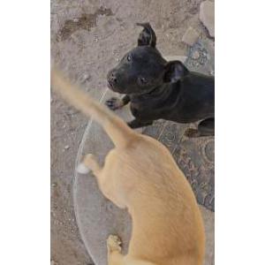 Lost Dog Aria