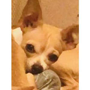 Image of Anastasia, Lost Dog