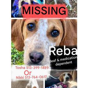 Lost Dog Reba