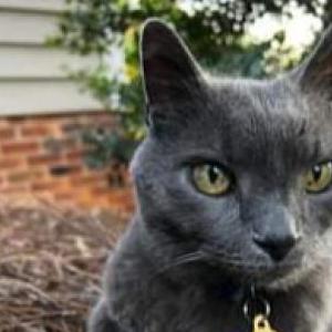 Image of Smokey, Lost Cat