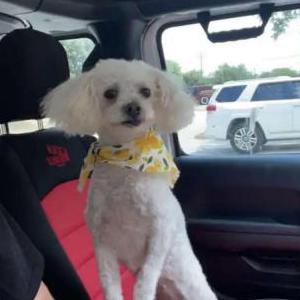 Image of Fluffy, Lost Dog