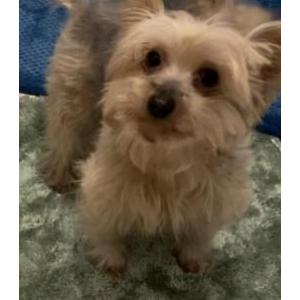 Image of Luna, Lost Dog