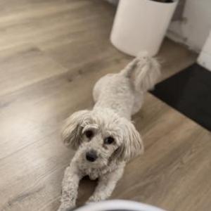 Image of Honey, Lost Dog